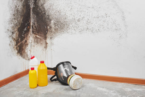 Mold Removal Process in Lake Villa, IL